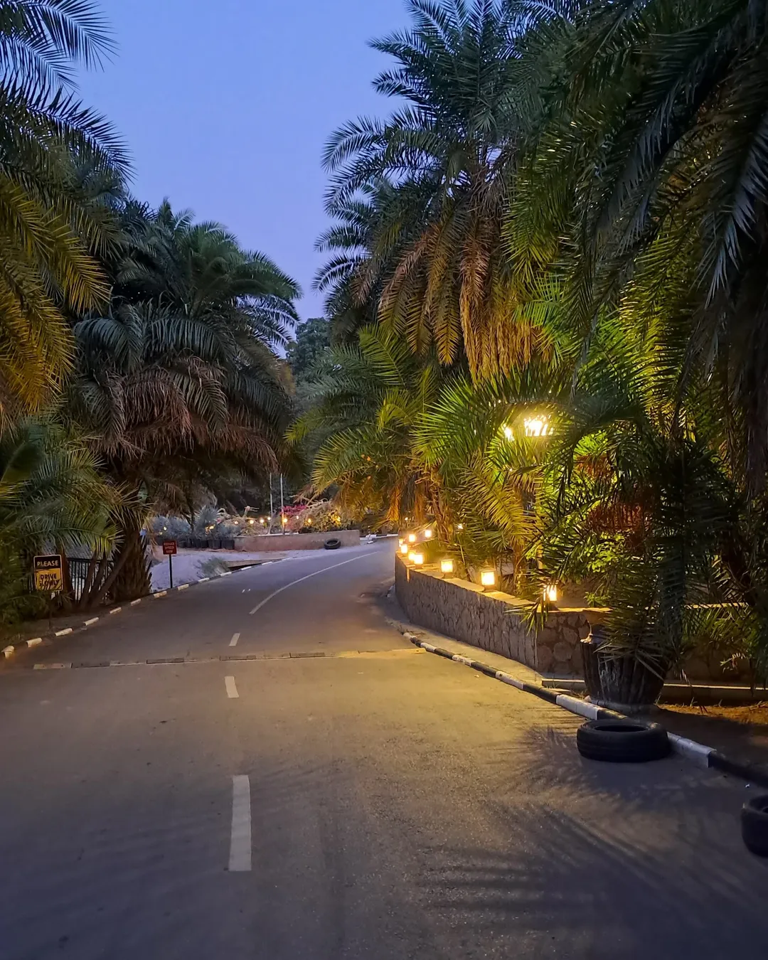 Sarius Palmetum grounds
